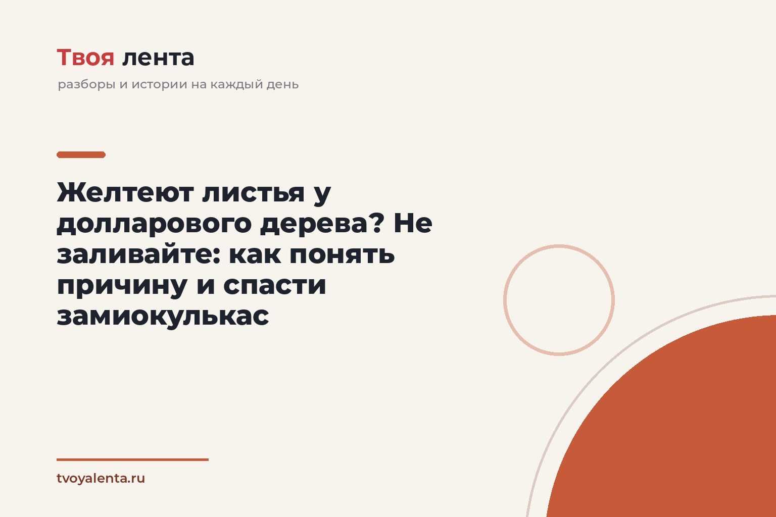 Желтеют листья у долларового дерева? Не заливайте: как понять причину и спасти замиокулькас